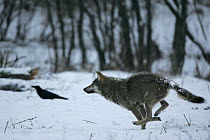 Wild Carpathian Grey Wolf (Canis lupus lupus) running through snow-bound woodland habitat. Bieszczady, Carpathian Mountains, Poland, December.