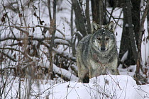 Portrait of a wild Carpathian Grey Wolf (Canis lupus lupus) in snow-bound woodland habitat. Bieszczady, Carpathian Mountains, Poland, December.