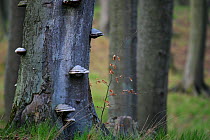 Carpathian Beech (Fagus) forest with bracket fungi. Bieszczady, Carpathian Mountains, Poland, April.