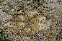 Wolf (Canis lupus) tracks in mud. Bieszczady, Carpathian Mountains, Poland, September.
