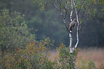 Ural Owl (Strix uralensis) in a Birch tree. Bieszczady, Carpathian Mountains, Poland, September.