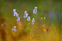 Broad-leaved Cotton-grass (Eriophorum latifolium). Bieszczady, Carpathian Mountains, Poland, June.