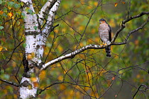 Eurasian Sparrowhawk (Accipiter nisus) perching in a Birch tree. Bieszczady, Carpathian Mountains, Poland, September.