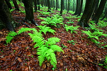 Beech forest with Lady Fern (Athyrium filix-femina). Bieszczady, Carpathian Mountains, Poland, May.