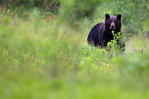 Wild Brown Bear (Ursus arctos) in mountain meadow. Bieszczady, Carpathian Mountains, Poland, May.