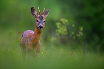 Roe Deer (Capreolus capreolus) in mountain meadow. Bieszczady, Carpathian Mountains, Poland, June.