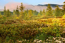 Peat bog with Marsh Tea (Ledum palustre). Bieszczady, Carpathian Mountains, Poland, June 2009.