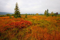 Peat bog in Bieszczady National Park. Bieszczady, Carpathian Mountains, Poland, September 2009.