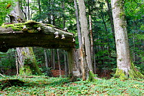 Carpathian Beech Forest with bracket fungi on fallen Beech tree trunk Bieszczady, Carpathian Mountains, Poland, September.