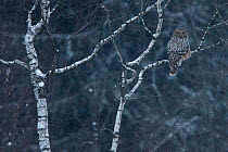Ural Owl (Strix uralensis) perching in birch tree. Bieszczady, Carpathian Mountains, Poland, December.