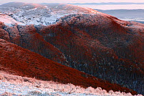 Carpathian beech forest at Wolowy Garb Peak. Bieszczady, Carpathian Mountains, Poland, January 2010.
