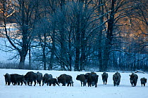 Herd of Wisent / European bison (Bison bonasus) in snow. Bieszczady, Carpathian Mountains, Poland, January 2010.