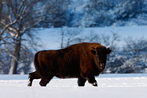 Wisent / European bison (Bison bonasus) walking through snow. Bieszczady, Carpathian Mountains, Poland, February.