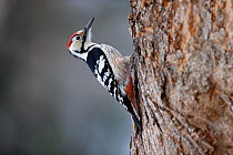 White-backed Woodpecker (Dendrocopos leucotos). Bieszczady, Carpathian Mountains, Poland, February.