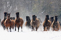 Herd of wild Carpathian Ponies / Hurcul (Equus caballus) in snow. Bieszczady, Carpathian Mountains, Poland, March.