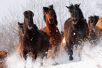 Herd of wild Carpathian Ponies / Hurcul (Equus caballus) running in snow. Bieszczady, Carpathian Mountains, Poland, March.
