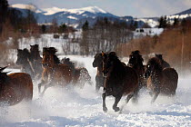 Herd of wild Carpathian Ponies / Hurcul (Equus caballus) running through snow. Bieszczady, Carpathian Mountains, Poland, March.