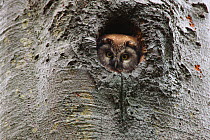 Tengmalm's Owl (Aegolius funereus) nesting in an old beech tree. Bieszczady, Carpathian Mountains, Poland, May.