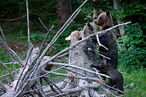 Brown Bear (Ursus arctos) female with cubs playing on dead tree. Bieszczady, Carpathian Mountains, Poland, July.