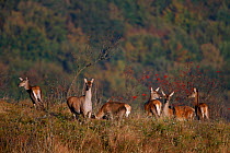 Red Deer (Cervus elaphus) females, a harem belonging to an alpha male. Bieszczady, Carpathian Mountains, Poland, September.