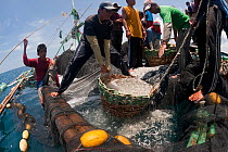 Baling (local purse seine fishing boat) catching dilis, the Tagalog term for anchovies. The  fishermen are pulling in the vessel's massive net, hauling in a catch of anchovies or silversides. Northern...
