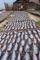 Freshly caught fish laid out under the sun to dry for easier storage. Filipinos traditionally eat fried dried fish and rice everyday. Dried fish needs no refrigeration and can last a long time. Philip...