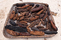 Dried sea cucumbers or beche-de-mer gathered from daily gleaning activities. Coastal communities are the main supplier of this high value Chinese delicacy. Green Island, Palawan, Philippines, April 20...