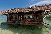 Pigs kept in wooden hut on stilts over sea water,  Palawan, Philippines, April 2009
