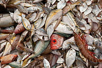 Assorted fish and a crustacean brought up by a trawler. Most are 'trash fish', small in size, with low consumer preference and little or no commercial value. They are sometimes retained for use as ani...