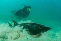 Shovelnose ray (Rhinobatidae) on the sandy bottom with a diver. Tigabu Island, Malaysia, June 2009. Model released.