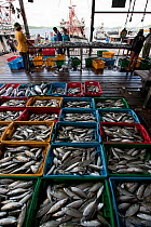 Crates of fish caught by local trawlers and purse seiners. Malaysia, June 2009.