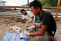 Leatherback turtle (Dermochelys coriacea) eggs dug out of badly located nests being weighed and measured before relocation to a hatchery constructed by WWF. This is done by State Universiti of Papua (...