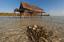 Coconut farmer's house on stilts in sea with a mound of discarded giant clam shells. Moromaho Island, Wakatobi, Sulawesi, Indonesia, November 2009.