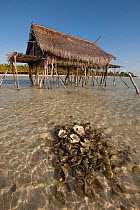 Coconut farmers' house on stilts in sea with a mound of discarded giant clam shells. Moromaho Island, Wakatobi, Sulawesi, Indonesia, November 2009.