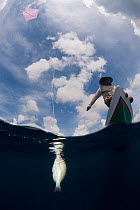 Kite fisherman using a kite and fishing line. Skipjack tuna are a common catch. Sulawesi, Indonesia, November 2009.