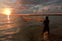 Indonesian fisherman throwing a cast net at a small shoal of fish by the shore. Kei Islands, Moluccas, Indonesia, November 2009