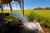 Water pouring into rice fields (Oriza sp), saturating the topsoil to create a 5-10 cm water layer. Water runs off the barren deforested mountains, and due to climate change it is uncertain how long th...