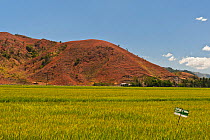 Green rice fields with barren mountain background. The mountain soil is too acidic to allow reforestation. Sablayan, Philippines, March 2010.