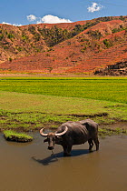 Domestic Water buffalo (Bubalus arnee bubalis) in water, beside paddy field, note barren hillsides in the background which water runs off and causes acidication of the soil. Philippines, March 2010.