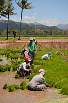 Women working in the rice fields (Oriza sp). Ground water soaks into the fields saturating the topsoil to create a 5-10 cm water layer. Water runs off the barren deforested mountains, and due to clima...