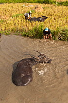 Water buffalo (Bubalus bubalis) soaking to cool down from the summer heat. Water buffalo are brought to these watering holes three times a day when the farmers harvest rice. Sablayan, Philippines, Mar...
