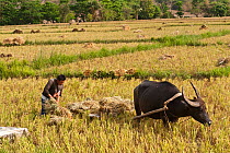 Farmer harvesting rice with the help of his Water buffalo (Bubalus bubalis). Sablayan, Philippines, March 2010.