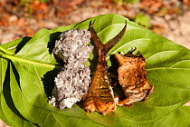 A typical lunch of freshly caught fish and sago served on a leaf. New Ireland, Papua New Guinea, June 2010.