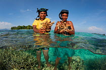 People harvesting coral to make lime for betelnut chewing. These branching staghorn corals (Acropora) are amongst the fastest growing corals at about 10 cm/year. M'Buke Island, New Ireland, Papua New...