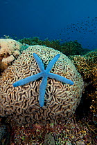 Blue starfish (Linckia laevigata) on a coral. Tubbataha Reef National Marine Park, Palawan, Philippines, April 2009.
