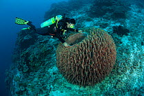 Massive barrel sponge (Xestospongia testudinaria) and diver. Tubbataha Reef National Marine Park, Palawan, Philippines, April 2009. Model released.