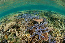 Hard corals in the Tubbataha Reef lagoon. Tubbataha Reef National Marine Park, Palawan, Philippines, April 2009.