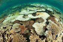 Crown-of-thorns starfish (Acanthaster planci) in the reef. Tubbataha Reef rangers collect thousands of these invasive animals which have spread in the lagoon in epidemic proportions. Tubbataha Reef Na...