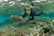 Crown-of-thorns starfish (Acanthaster planci)  collected by a snorkeler. Tubbataha Reef rangers collect thousands of these invasive animals which have spread in the lagoon in epidemic proportions. Tub...