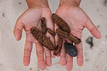 Sea cucumbers (Holothuroidea) or beche-de-mer gathered from daily gleaning activities undergoing the drying process. Coastal communities are the main supplier of this high value Chinese delicacy. Gree...